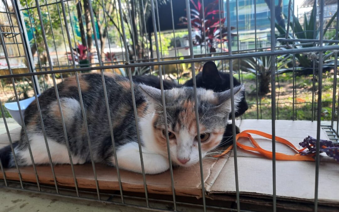 Prefeitura de Niterói realiza feira de adoção de animais neste sábado