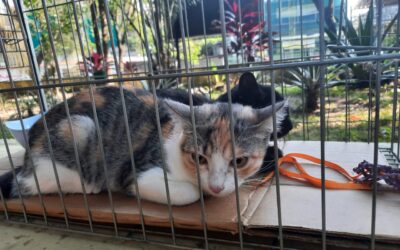 Prefeitura de Niterói realiza feira de adoção de animais neste sábado